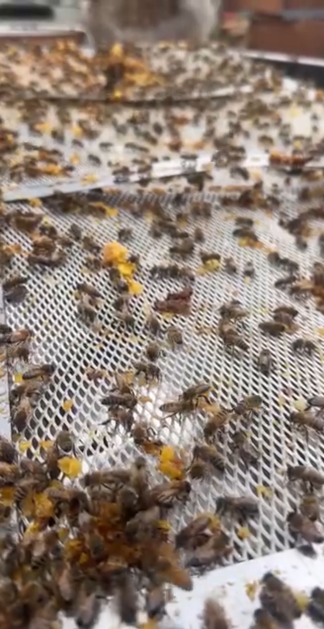 Pulat Arıcılık ve Bal Ürünleri